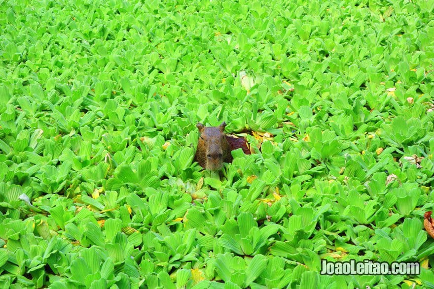 Capivara, o maior roedor do mundo - peruano Wildlife