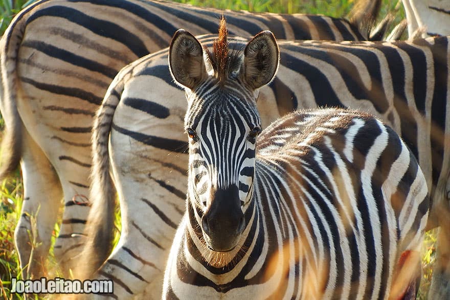 Photo of ZEBRA in South Africa