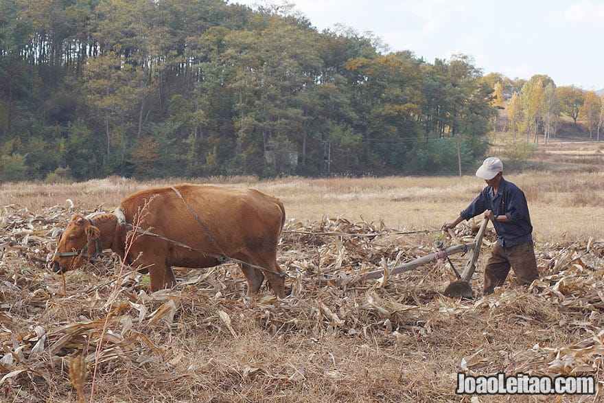 Agriculture is North Korea is booming, all the fields are harvested and cropped during the season. I was surprised with this scenario. Interesting on this picture we can see a traditional way of agriculture - with a cow pulling a plow like in Portugal, my country.