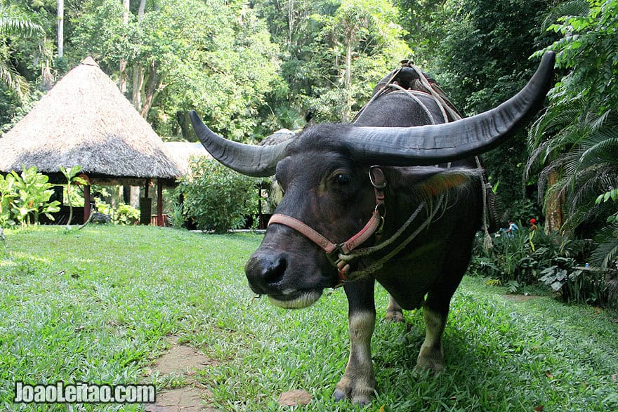 Buffalo in Viñales region