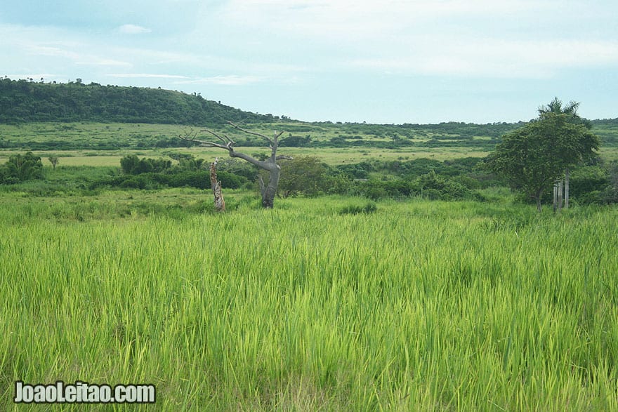 Green field on the way to Baracoa