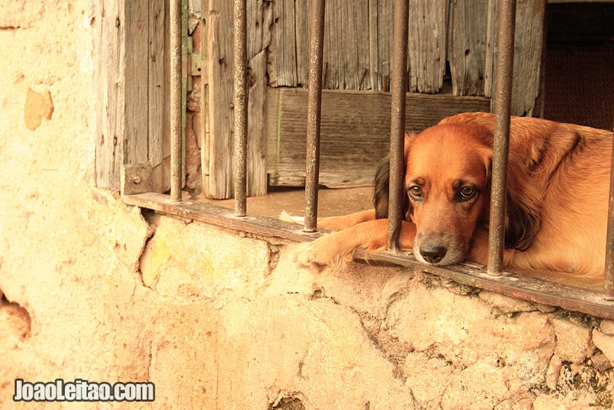 Cute Cuban puppy