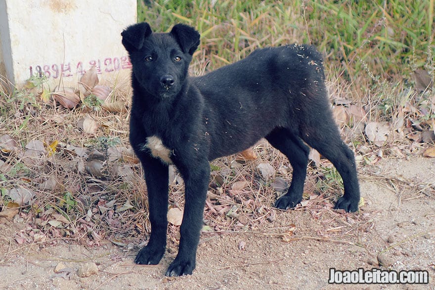 Although dog meat makes part of the national DPRK recipe book, there are many cute puppies around the country.