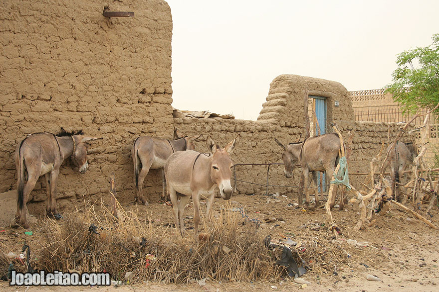 Donkeys parked in the outskirts of Timbuktu