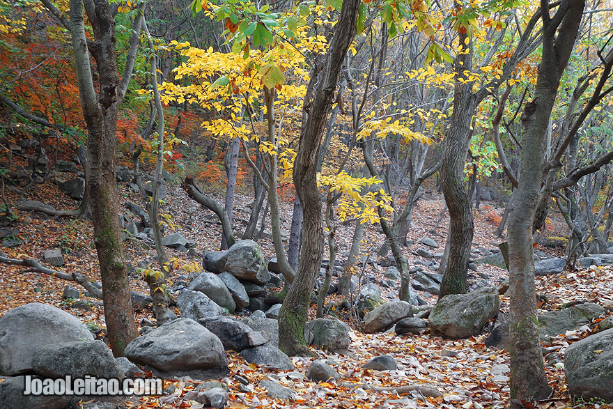 Forest in Mt. Kuwol Natural Park. In addition to an incredible nature of the beautiful Mt. Kuwol Natural Park there are still several Buddhist monasteries and many tombs of kings of ancient Korean dynasties.