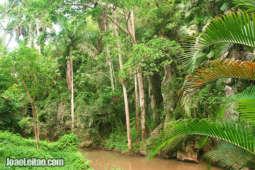 Jungle in Viñales region