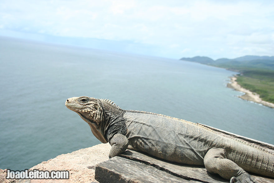 Iguana facing the Caribbean Sea in San Pedro de la Roca Fortress