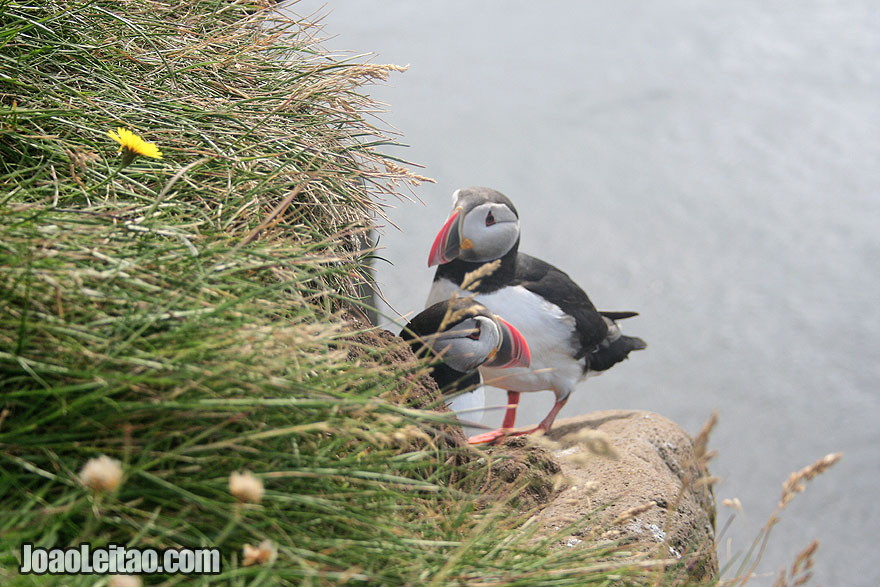 Very close contact with puffins in Latrabjarg
