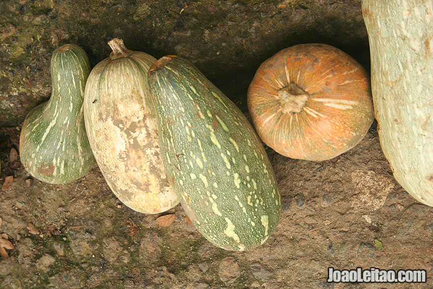 Cuban pumpkins