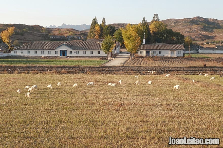 Villages and countryside of North Korea is simple, clean and very rural. Totally reminds me of Uzbekistan or even Alentejo region of Portugal.