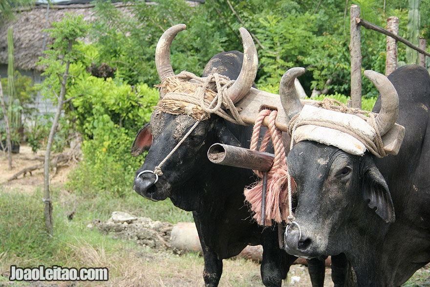 Buffalo cart in Cuban countryside