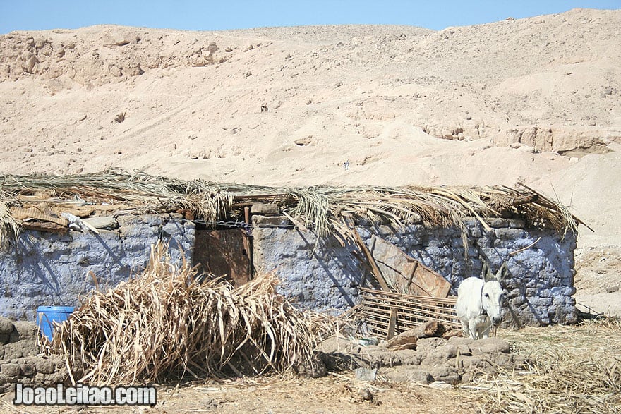 Cute lonely donkey by a stone house in Luxor