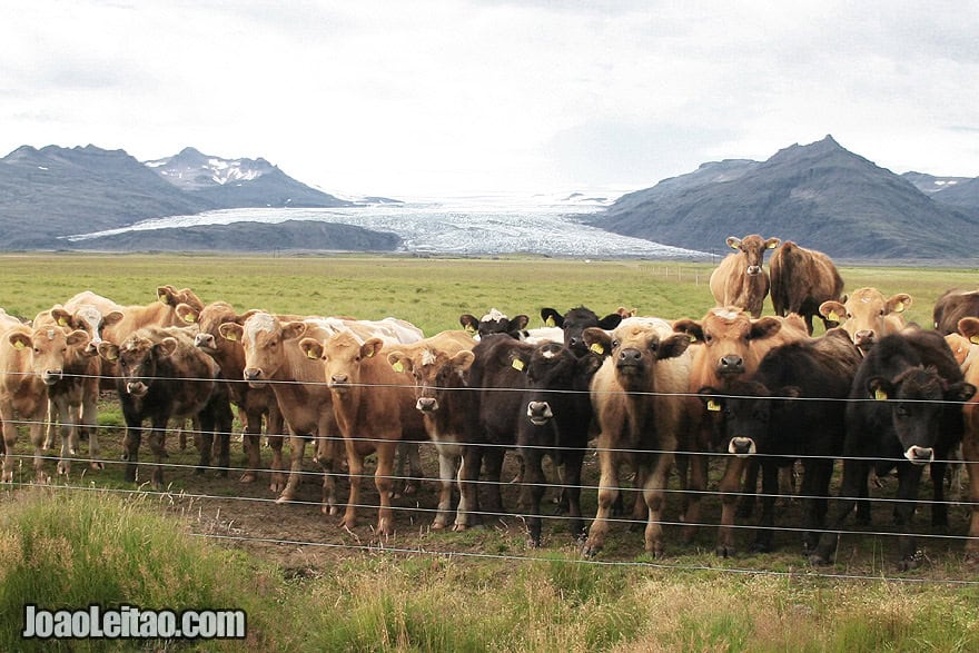 Visit Flaajokull Glacier Eastern Region Iceland