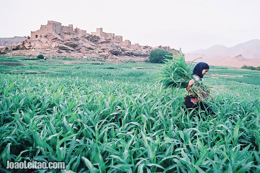 Photo of young girl working on the fields of Tamtettoucht in the Atlas Mountains, Morocco