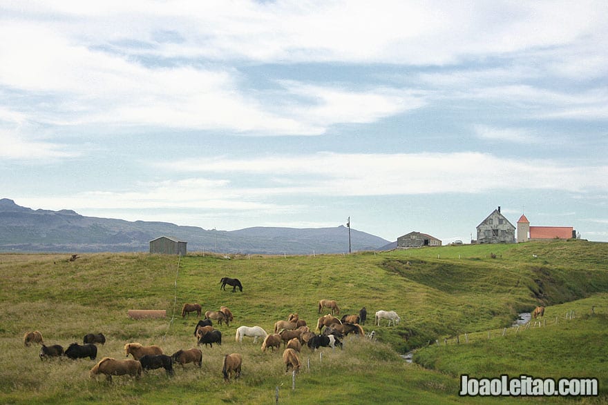 Visit Icelandic Horse Farm Western Region Iceland