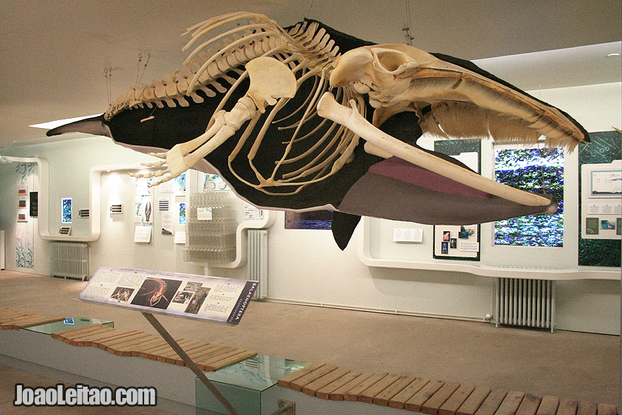 Visit Husavik Whale Museum Northeastern Region Iceland