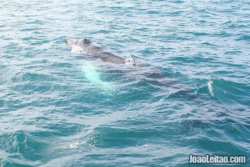 Whale Watching Reykjavik Capital Region Iceland