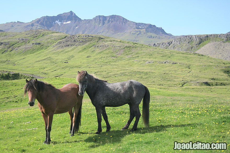 Visit Kverna Farm Grundarfjordur Western Region Iceland