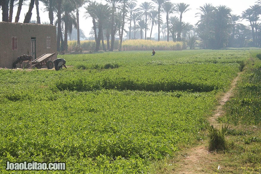 People working on the plantations of the West Bank of Luxor