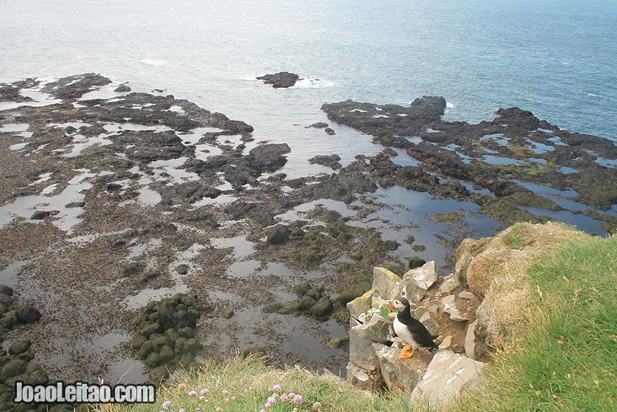 Puffin Watching Latrabjarg Bird Cliffs Westfjords Region Iceland