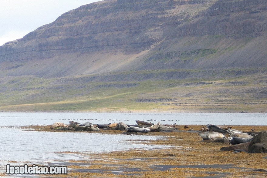 Seal Watching Westfjords Region Iceland