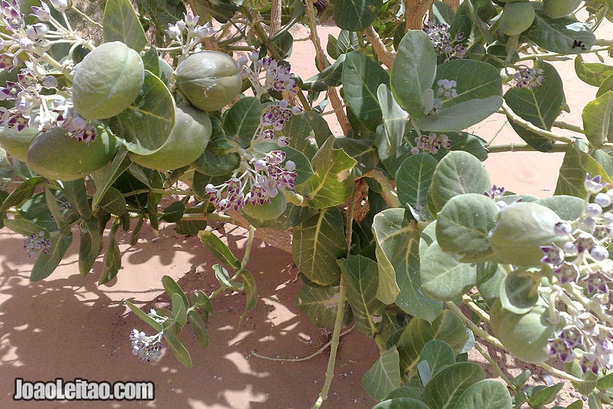 Sahara Desert vegetation