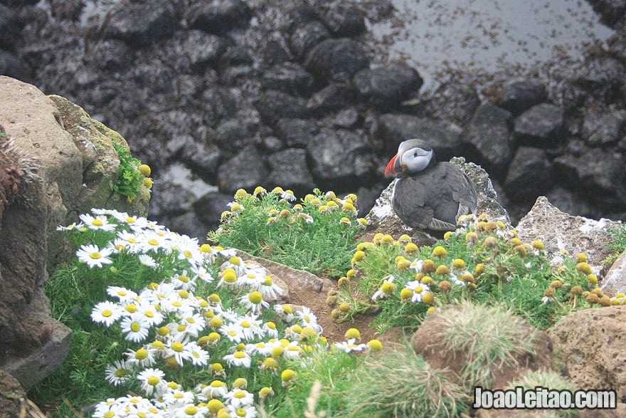 Amazing Places to Visit Iceland