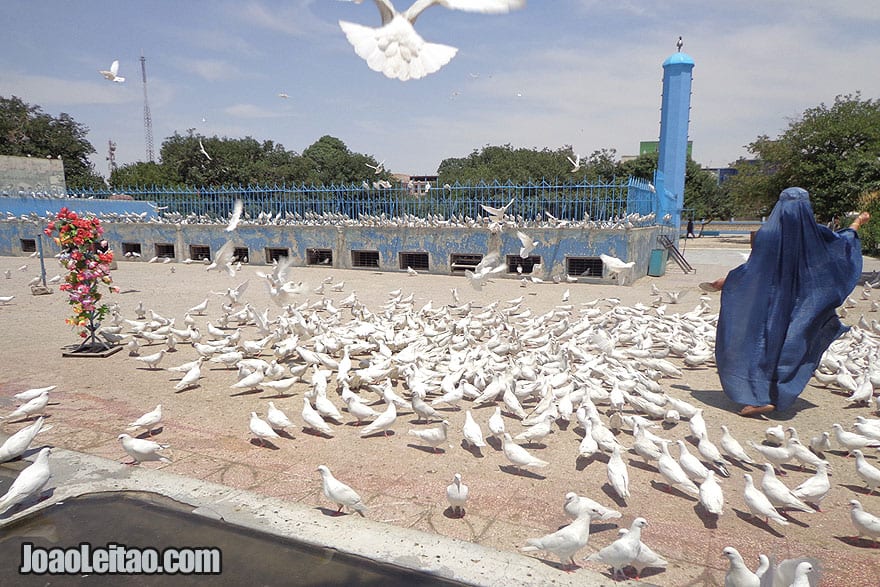 Woman with burqa feeding the pigeons inside the Blue Mosque