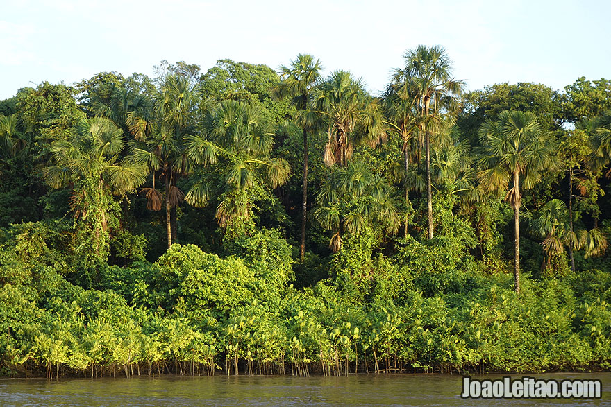 Amazon Jungle in Brazil