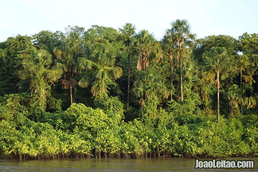 Selva Amazónica no Brasil