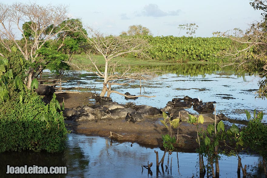 Buffaloes in the Amazon River bank