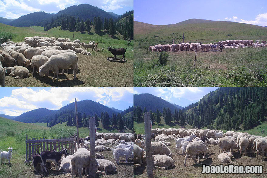 Nomads of Kazakhstan - Ile Alatau Mountain Range Animals from Kazakh Nomads