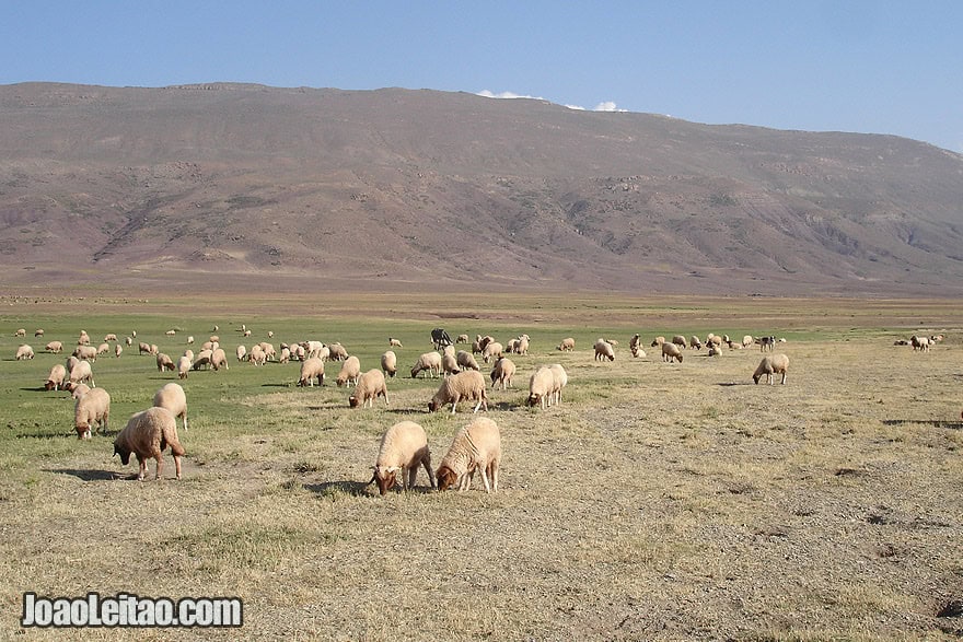 Sheep from nomads in the Atlas Mountains