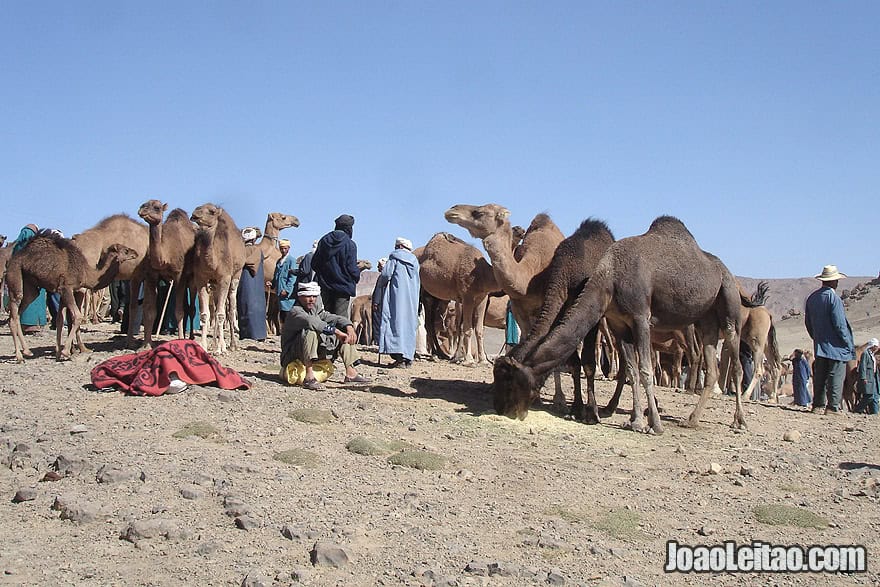 Camel Market in Imilchil