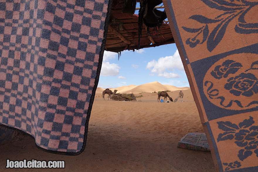 Camels in the Dunes