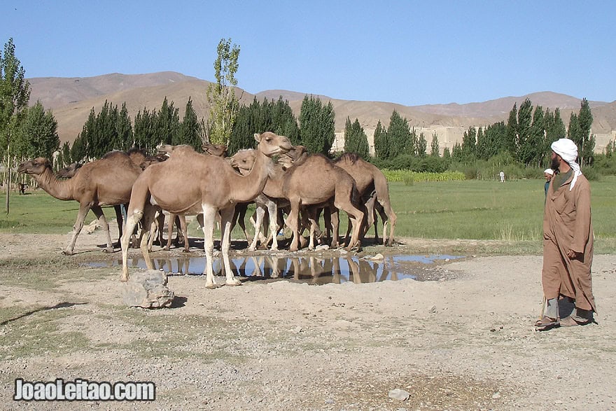 Camels in the Atlas Mountains of Morocco