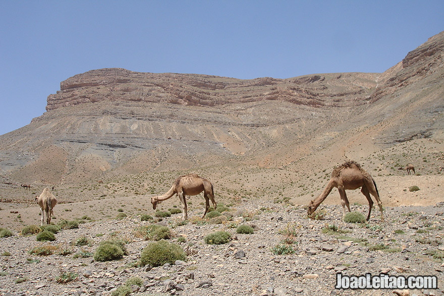 Camels in the Atlas Mountains