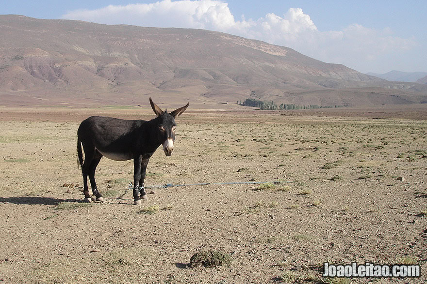 Donkey in the Atlas Mountains