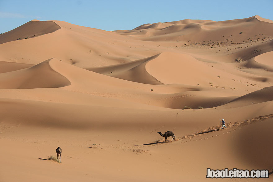 Nomad and camels in Erg Chebbi Dunes