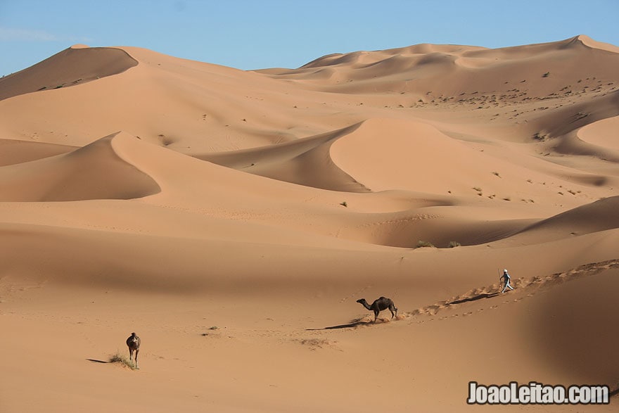 Nomad and camels in Erg Chebbi Dunes