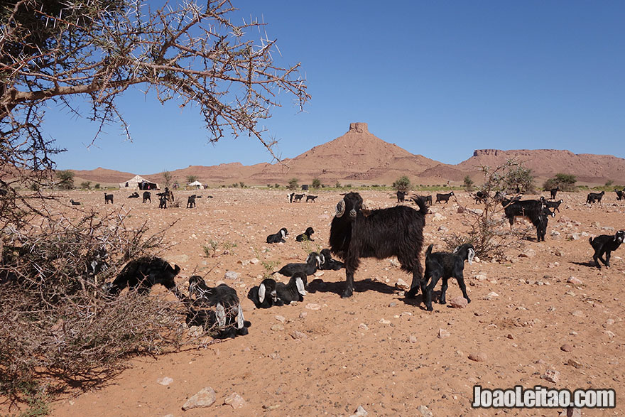 Goats in Sahara Desert with nomad tents on the background