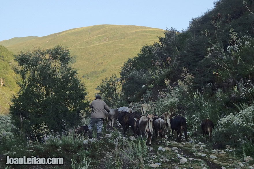 Saída matinal para pastar vacas na Cordilheira de Fergana