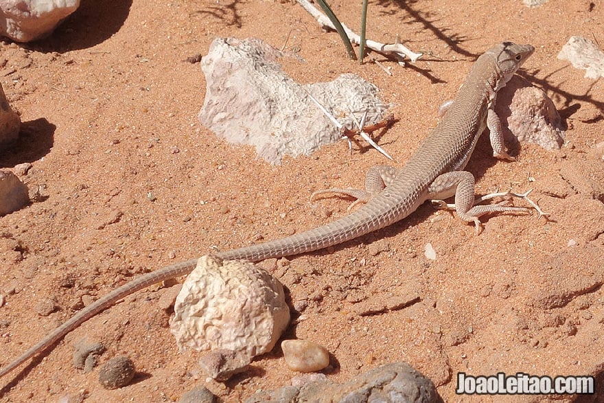 Lagarto no Deserto do Saara marroquino