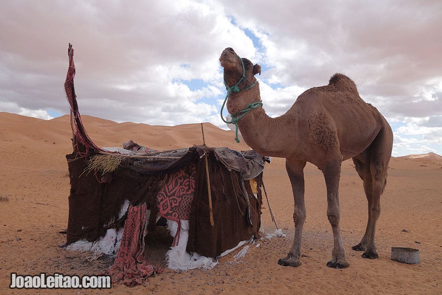 Camel and Tent in Sahara Desert