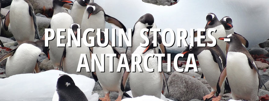 Travel Antarctica Blog