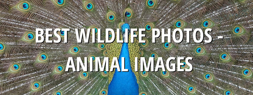 Travel Wildlife Photo Blog