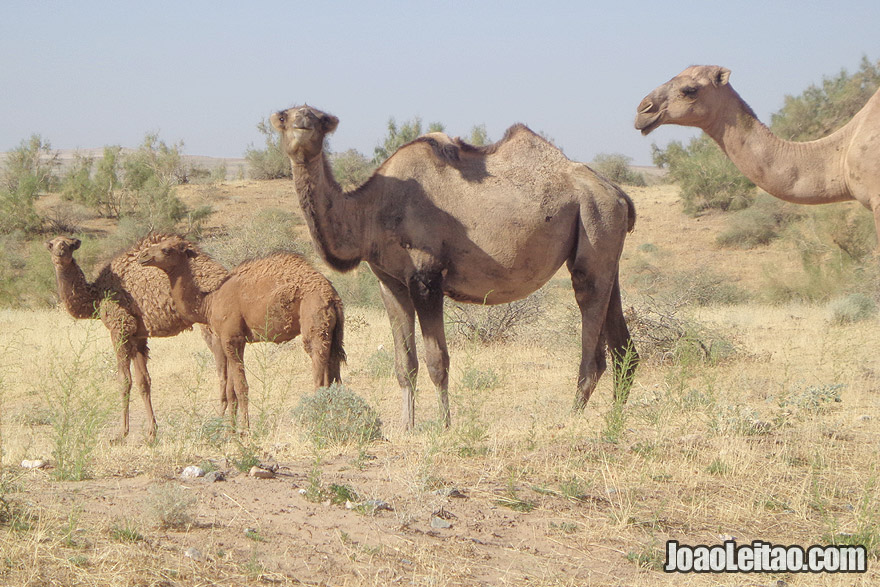Camels in Aydar Lake