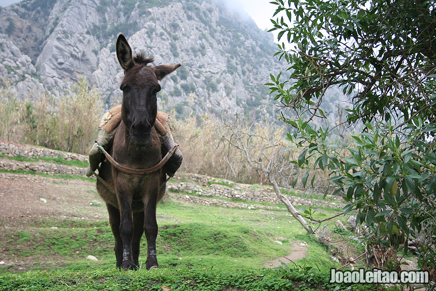 Donkey in Chefchaouen