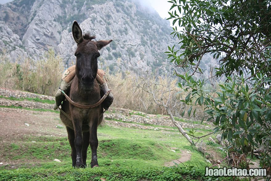 Burro em Chefchaouen