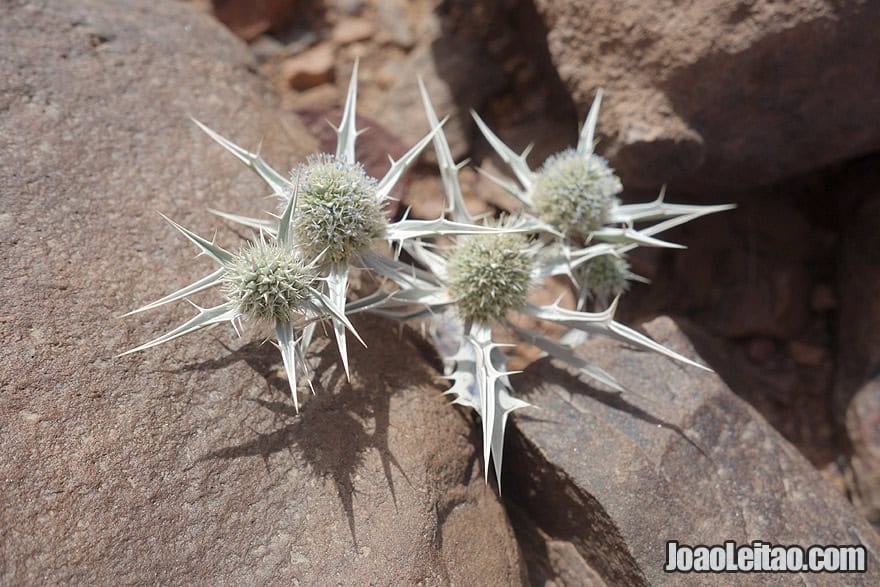 Desert fauna in Morocco 